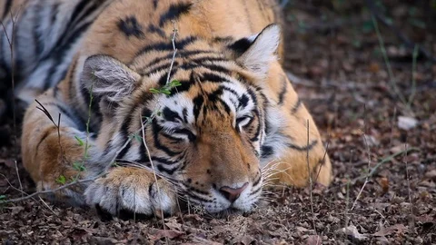 A sleepy Wild Tiger Stock Footage 112980770