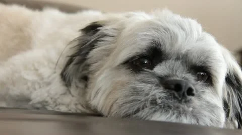 Sleepy Willy 動画素材 11110632