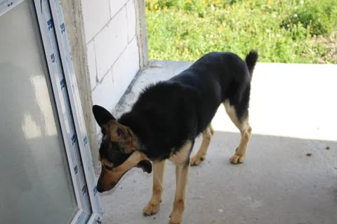 Sleepy wolf Stock Photos