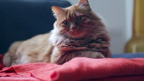 Sleepy Yellow Cat Looking to One Point Stock-Footage 98973108