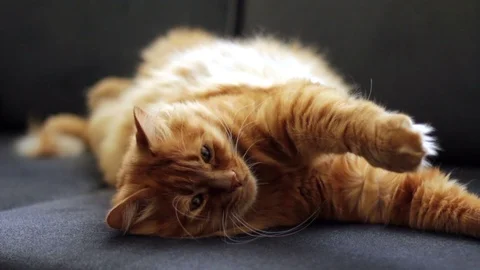 Sleepy Yellow Cat Lying On Couch Stock Footage 96242562
