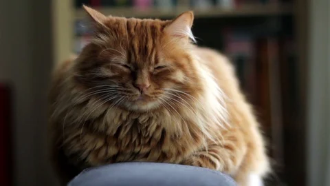 Sleepy Yellow Cat Sits On Couch 스톡 동영상 87086066