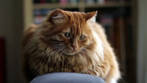 Sleepy Yellow Cat Sits On Couch 스톡 동영상 87086702