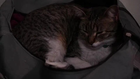 Sleepycat2 Video stock 274166378