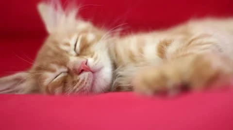 Sleepyhead Cute Yellow Cat Stock Footage 12712347