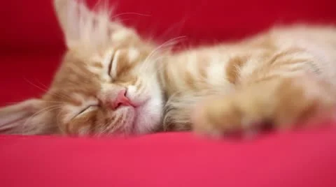 Sleepyhead Cute Yellow Cat Stock Footage 12712378