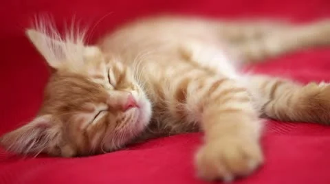 Sleepyhead Cute Yellow Cat Stock Footage 12712433