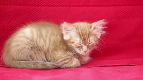 Sleepyhead Cute Yellow Cat Stock Footage 12713159