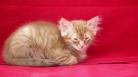 Sleepyhead Cute Yellow Cat Stock Footage 12713522