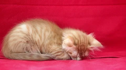 Sleepyhead Cute Yellow Cat Stock Footage 12713681