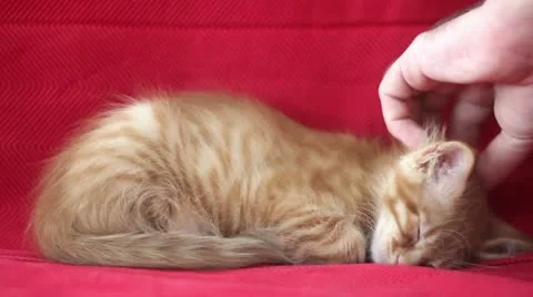 Sleepyhead Cute Yellow Cat Stock Footage 12714016