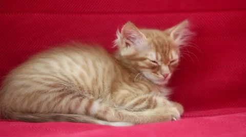 Sleepyhead Cute Yellow Cat Stock Footage 12714331