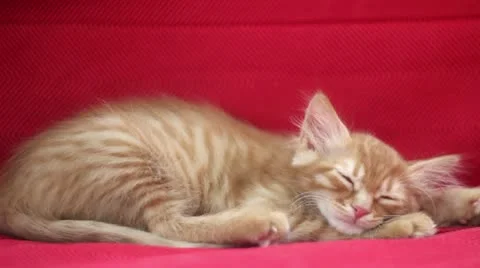 Sleepyhead Cute Yellow Cat Stock Footage 12714592