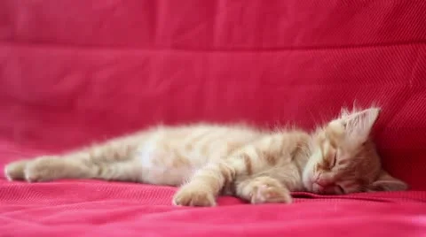 Sleepyhead Cute Yellow Cat Stock Footage 12714698