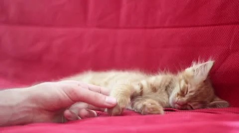 Sleepyhead Cute Yellow Cat Stock Footage 12715543