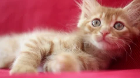 Sleepyhead Cute Yellow Cat Stock Footage 12717246
