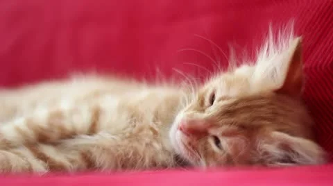 Sleepyhead Cute Yellow Cat Stock Footage 12717320