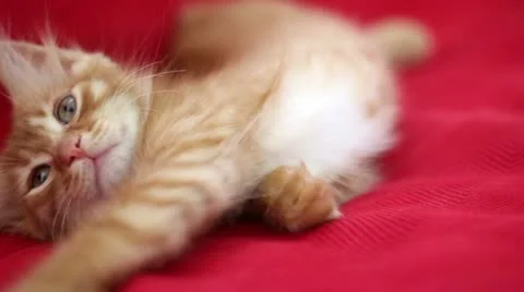 Sleepyhead Cute Yellow Cat Stock Footage 12719575