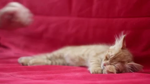 Sleepyhead Cute Yellow Cat Stock Footage 12719775