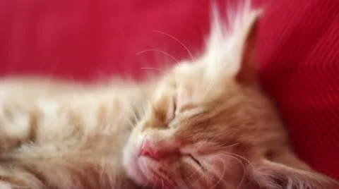 Sleepyhead Cute Yellow Cat Stock Footage 12719904