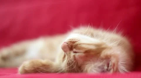 Sleepyhead Cute Yellow Cat Stock Footage 12719953