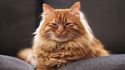 Sleepyhead Cute Yellow Cat is Trying to Sleep Stock Footage 74384451