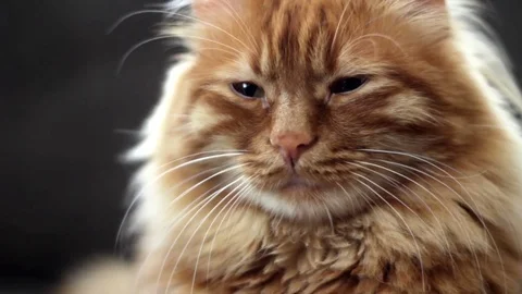 Sleepyhead Cute Yellow Cat is Trying to Sleep Stock Footage 74386490