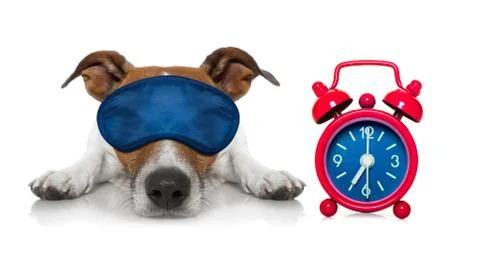 Sleepyhead dog Stock Photos