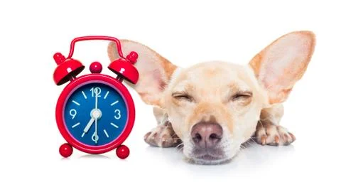 Sleepyhead dog Foto stock