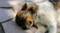 Sleepyhead HD Footage
