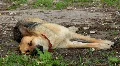 Sleepyhead HD Footage