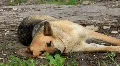 Sleepyhead HD Footage