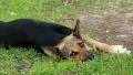 Sleepyhead HD Footage