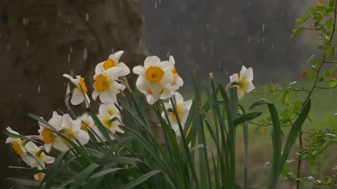 Sleet and rainstorm fall on daffodils in the park Stock Footage 152218432