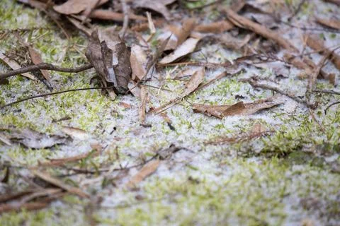 Sleet on the Ground Stock Photos
