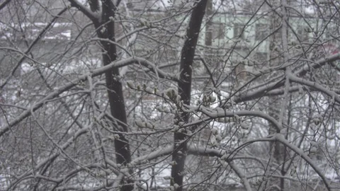 Sleet snow covered small green leaves of freezing trees. Stock Footage 107261202