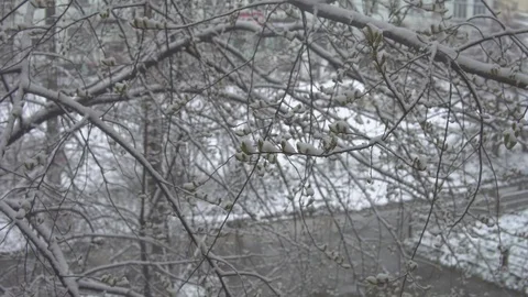 Sleet snow covered small green leaves of freezing trees. Stock Footage 107261367