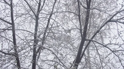 Sleet snow covered small green leaves of freezing trees. Stock Footage 108865262
