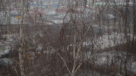 Sleeting in a city on background of leafless birch Stock Footage 69021802