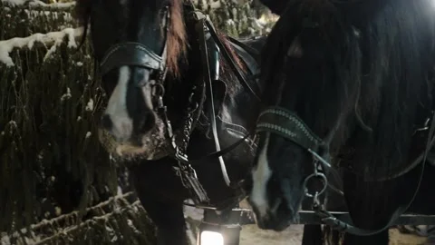 Sleigh horses close-up 库存影片 232002385