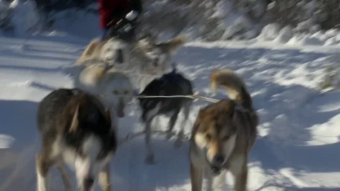 Sleigh ride in the snow Stock Footage 73897277