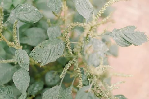 Slender Amaranth Close-up so nice Stock-Fotos