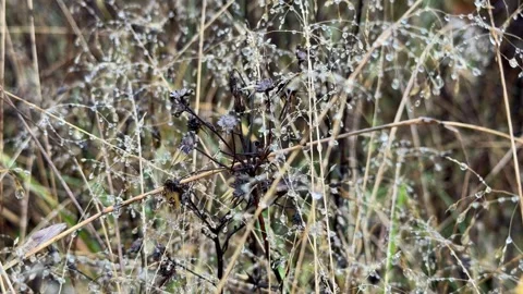 Slender aquatic plants with small brown pods on their stems Video stock 331566728