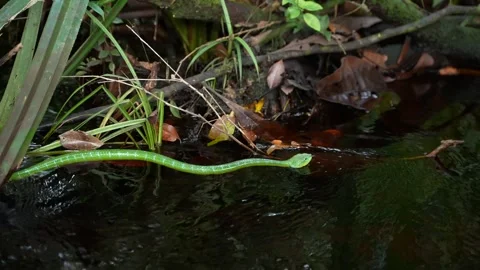 Slender Asian Vine Snake Moving Upstream in Borneo Tropical Rainforest Stock Footage 346313107