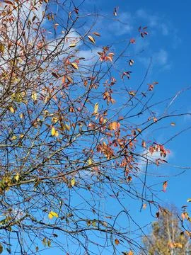 Slender Autumn Tree Branches Under Blue Sky for Aesthetic Seasonal Background Stock Photos