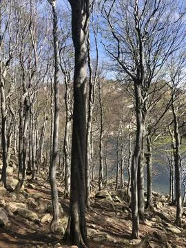 Slender bare trees grow along a rocky shore near a calm alpine lake  Stock Photos