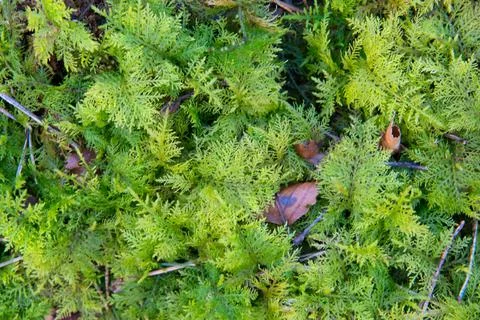 Slender beaked moss Stock Photos