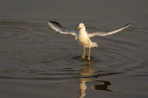 Slender-billed gull levitating over water Stock Photos