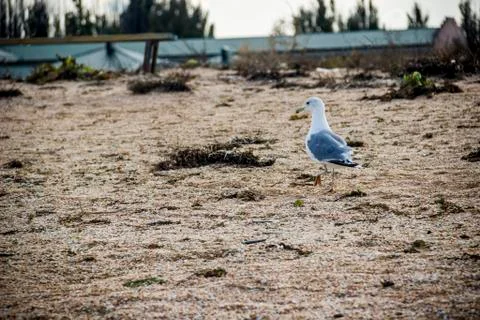 A slender-billed gull Stock Photos