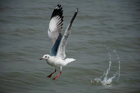 Slender Billed Gull Foto stock